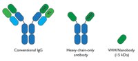 Antibodies-E_artboard.jpg