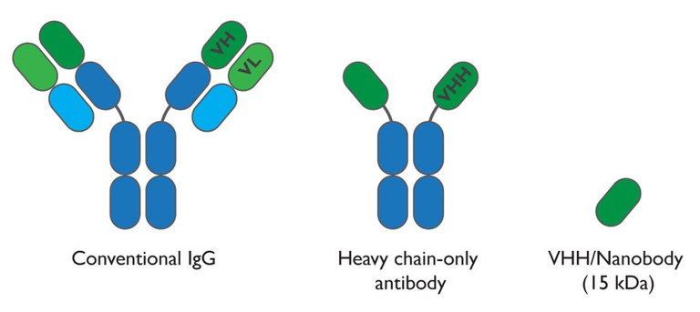 Nanobodies.jpg